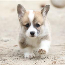Cedar - Sable male Pembroke Welsh Corgi puppy in Plains, Montana from Diamond Corgis