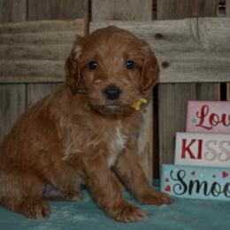 Eros - Apricot male Goldendoodle puppy in Macedon, New York from Toodles Goldendoodles