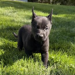 Koda - Black brindle male Dutch Shepherd puppy in Watertown, Connecticut from APACHEK9