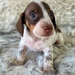 Forest - Chocolate and tan male Dachshund puppy in Granbury, Texas from Bluebonnet Dachshund, LLC
