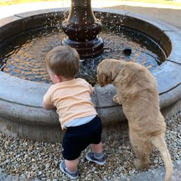 Golden Retriever Puppies from TC's Golden Ranch