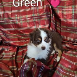 Miniature Australian Shepherd Puppies from Terri's Mini Aussies