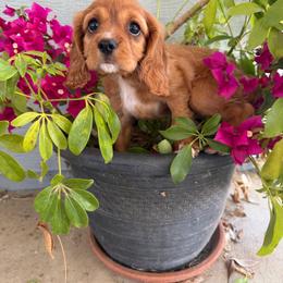 Chloe - Ruby female Cavalier King Charles Spaniel puppy in Temecula, California from Diamond Cavaliers