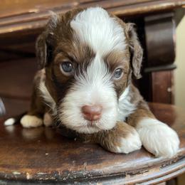 Chilli - Tri-color male Bernedoodle puppy in Superior, Arizona from Mountain Bridge Doodles
