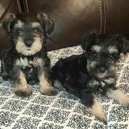 Jax - Salt and pepper male Miniature Schnauzer puppy in Graham, Washington from Kristy's French Bulldogs & Mini Schnauzers