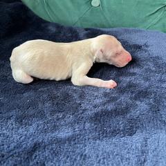 Ian - Cream male Borzoi puppy in Clinton, Tennessee from Ivanhoe Borzoi