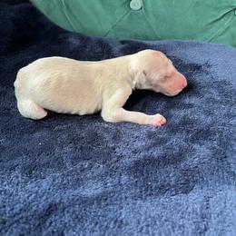 Ian - Cream male Borzoi puppy in Clinton, Tennessee from Ivanhoe Borzoi