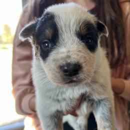 Boy 1 - Blue male Australian Cattle Dog puppy in Irvington, Kentucky from Dry Valley’s Australian Cattle Dogs