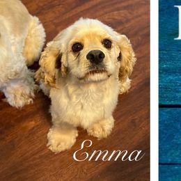 Emma - Cocker Spaniel