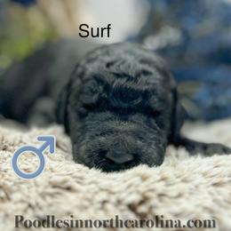 Surf - Silver male Poodle puppy in Greenville, North Carolina from Grace Poodles