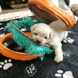 Shihpoo, Shih Tzu, and Yorkipoo Puppies from The Luckie Puppy