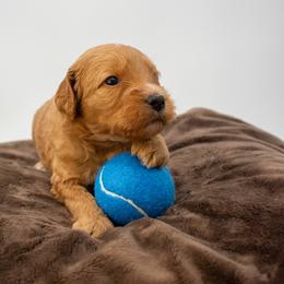 Sage Brown Boy - Apricot male Goldendoodle puppy in Lafayette, Alabama from Sweethaven Kennels