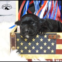 AKC 25020 - Black male Miniature Schnauzer puppy in Mount Airy, Georgia from Miniature Schnauzers GA, LLC