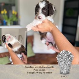 Enoki - Hot Pink Collar - Merle female Goldendoodle puppy in Garland, Texas from Twilight Doodles