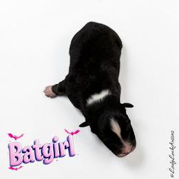 BATGIRL-Black Tri Female - Black tri-color female Australian Shepherd puppy in Gainesville, Texas from Lady Luck Aussies