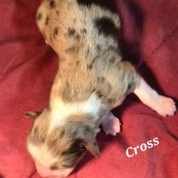 Cross - Red merle male Toy Australian Shepherd puppy in Viking, Minnesota from Son Shine Farm