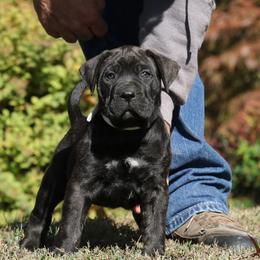 White Collar - Tiger male Perro de Presa Canario puppy in Pocahontas, Illinois from Cabeza Grande Kennel