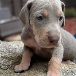 Purple Collar Lilac  (AKC silver) Tanpoint Dane - Silver female Great Dane puppy in Greenville, South Carolina from Allen’s Ridge Ranch