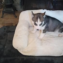 Siberian Husky Puppies from Johnson huskies