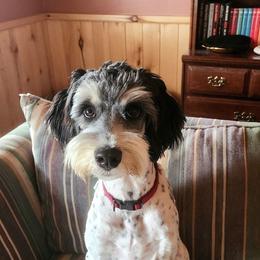 Rachel - Black tri-color female Aussiedoodle puppy in Vernal, Utah from Adorable Aussiedoodles