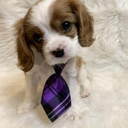 Cavalier King Charles Spaniel Puppies from Heaven Sent Cavaliers
