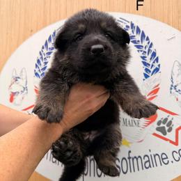 Girl 1 - Black and tan female German Shepherd puppy in Hollis Center, Maine from Noble German Shepherds of Maine