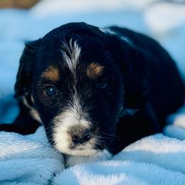 Willow - Black and white female Aussiedoodle puppy in Hempstead, Texas from Young Gun Aussies