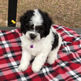 Darla - Phantom female Poodle puppy in Live Oak, Florida from Grams poodle babies