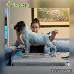 He has been introduced to birds and did amazing, can send video. - Liver and white male German Wirehaired Pointer puppy in Umatilla, Florida from Double D Picards and GWPs