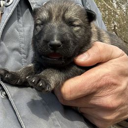 German Shepherd Puppies from Von Zorhaus