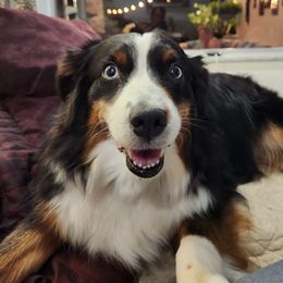 Kali - Miniature Australian Shepherd