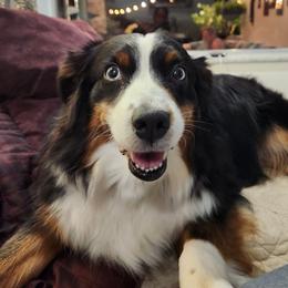 Kali - Miniature Australian Shepherd