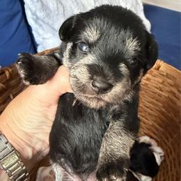 Violet black n silver - Black and silver female Miniature Schnauzer puppy in Temple, Texas from Schnauzers Of Taylor