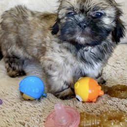 Shih Tzu Puppies from I ShihTzu Not of AZ