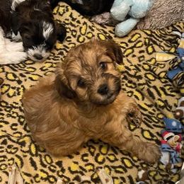 Morkies from Linda Sherman