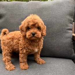 Winston - Red male Cavapoo puppy in Midland, North Carolina from Rocky River Cavapoos