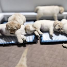 Labrador Retriever Puppies from Gabriel Ben-Yosef
