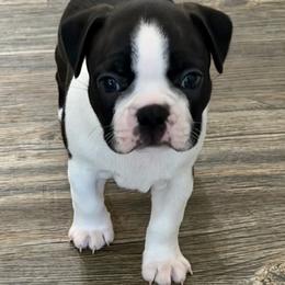 Pup 3 - Black brindle and white male Boston Terrier puppy in Winnsboro, Texas from Gold Buckle Kennel