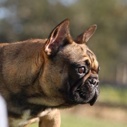 Pumpkin - French Bulldog