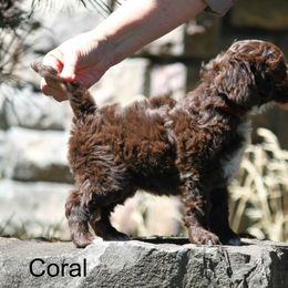 Goldendoodle and Labradoodle Puppies from Doodle Ranch