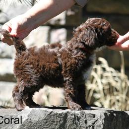 Goldendoodle and Labradoodle Puppies from Doodle Ranch