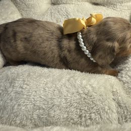 Sassy - Dapple female Dachshund puppy in Uriah, Alabama from Vera Ruth Farms