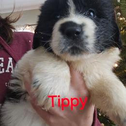 Tippy - White and black female Newfoundland puppy in Honey Grove, Pennsylvania from Heinrich Family Newfoundlands