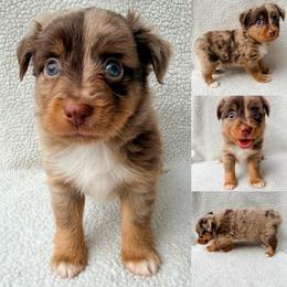 Red Merle male 2 - Red merle male Toy Australian Shepherd puppy in Brooker, Florida from Honey, I Shrunk the Aussies