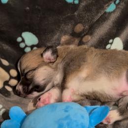 AKC Red Blue - Red male Pembroke Welsh Corgi puppy in Summerfield, Florida from Promise Land Farm