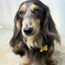 Whiskey - Dachshund