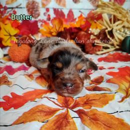 Butter - Blue merle male Miniature Australian Shepherd puppy in Muskogee, Oklahoma from Tagalong Lane Australian shepherds