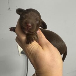 Boy 3 - Chocolate and tan male Dachshund puppy in Fredericksburg, Indiana from Blue River Mini Dachshunds