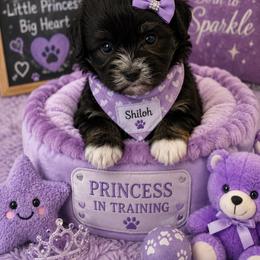 Shiloh - Black female Coton de Tulear puppy in Freeport, Texas from H❤️PE COTONS