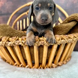 Dachshund Puppies from Harrison Farm